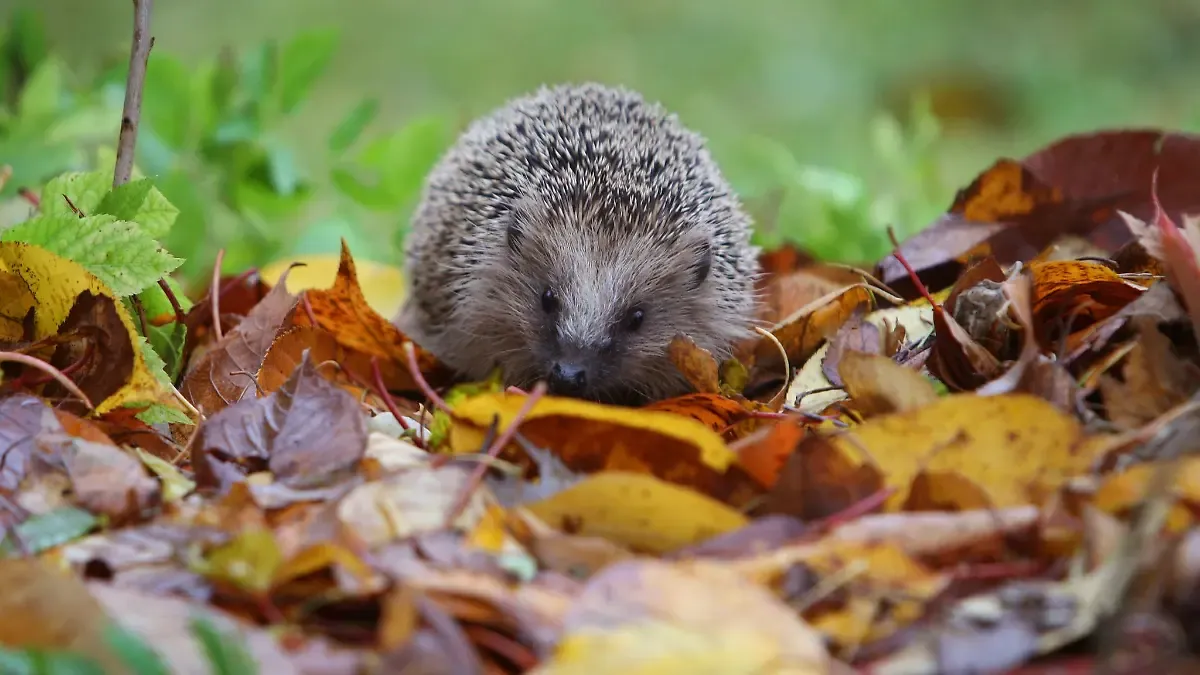 Alarm in Bayern: Igel mit Bornavirus - So gefährlich ist die Bedrohung für Mensch und Tier!