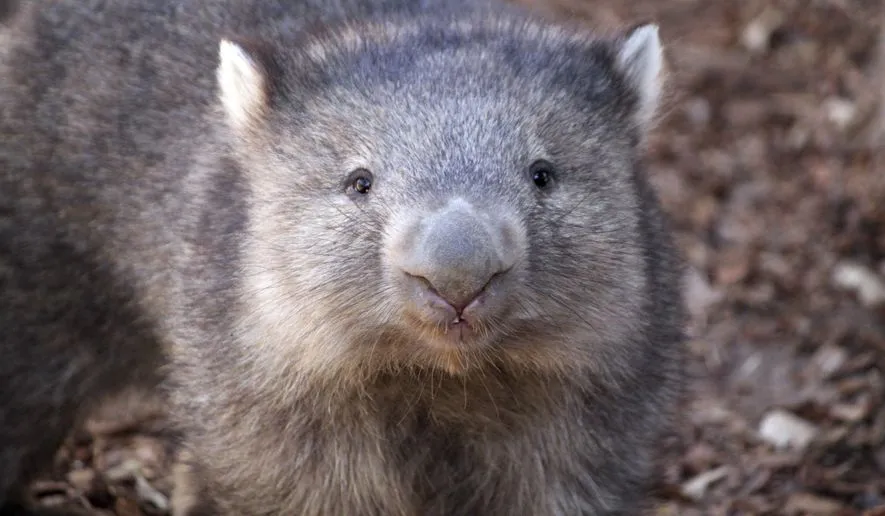 Wombats erobern Deutschland: Der süßeste Trend des Jahres!