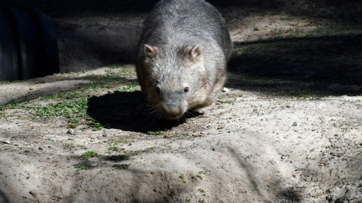 Wombats erobern Deutschland: Warum der süße Beuteltier-Trend nicht zu stoppen ist!