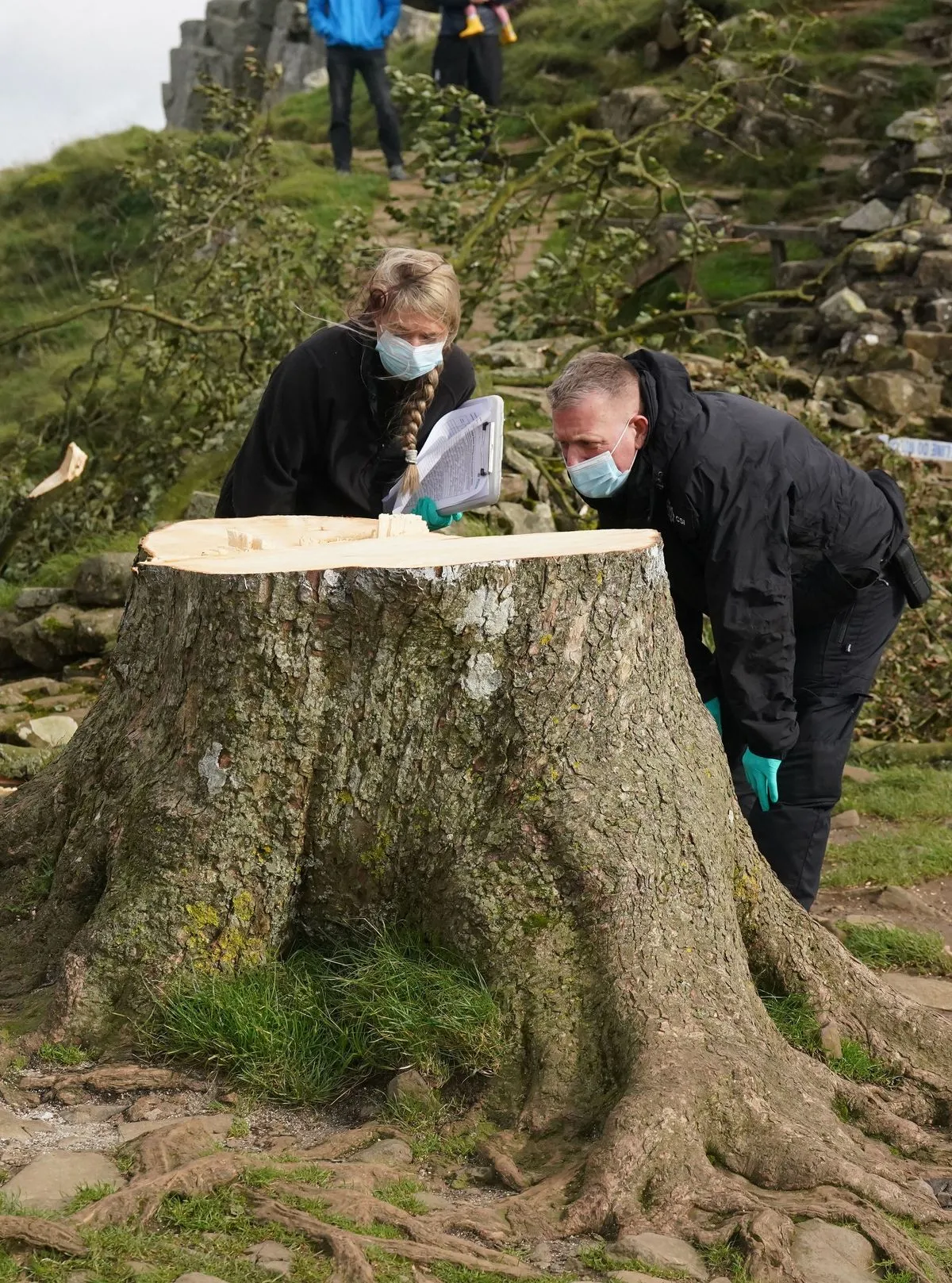 Der Fall des Sycamore Gap Trees: Ein Jahrhundertwerk in nur drei Minuten zerstört!